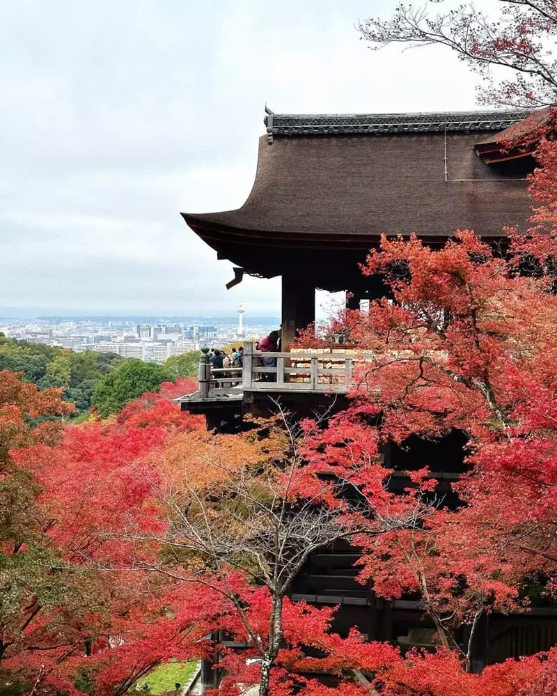 人生第一次的日本賞楓之旅，美到前面遇到的衰事都不算什麼一切都值得了 這次京都之旅就是楓葉看到飽和服穿到爽，我們就是楓葉特戰部隊!!