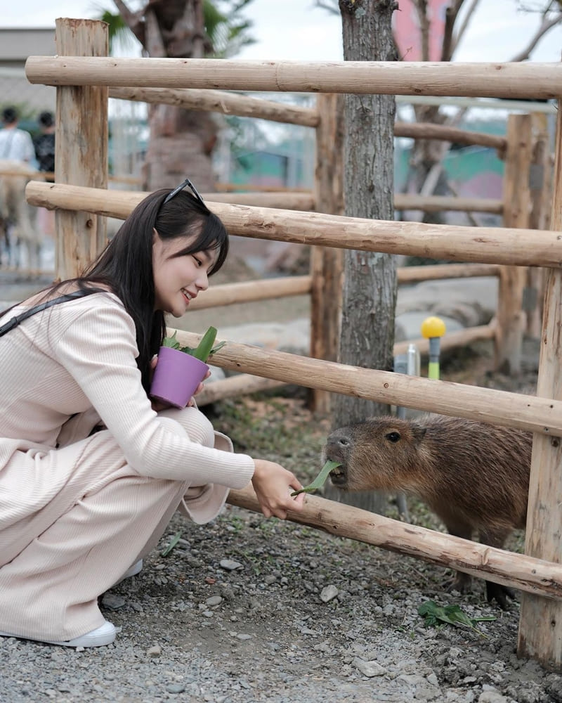 星夢森林劇場，坐落於宜蘭縣冬山鄉境安二路323號隔壁，能與動物零距離接觸的互動餵食，員工旅遊很開心能到這體驗，