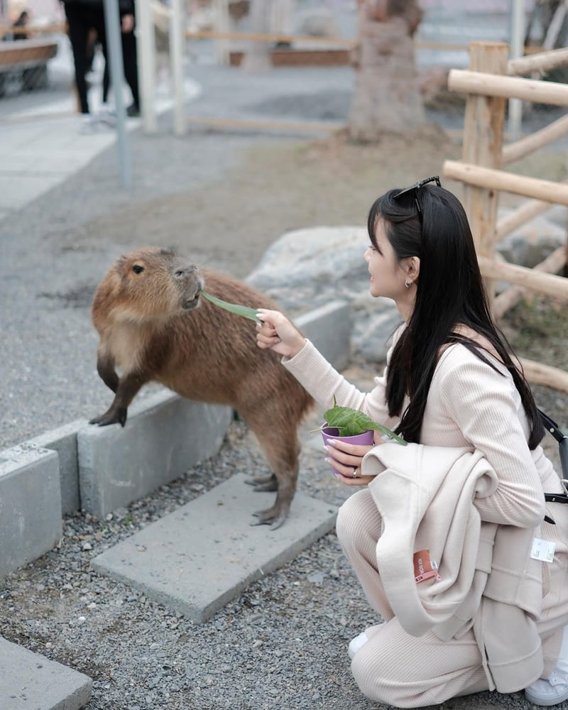 星夢森林劇場，坐落於宜蘭縣冬山鄉境安二路323號隔壁，能與動物零距離接觸的互動餵食，員工旅遊很開心能到這體驗，