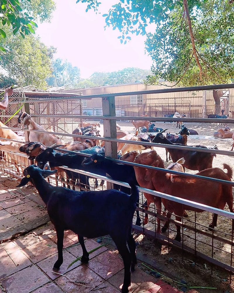 「益健乳羊牧場」台中都會公園旁｜餵食可愛動物、免門票好停車、親子旅遊景點！