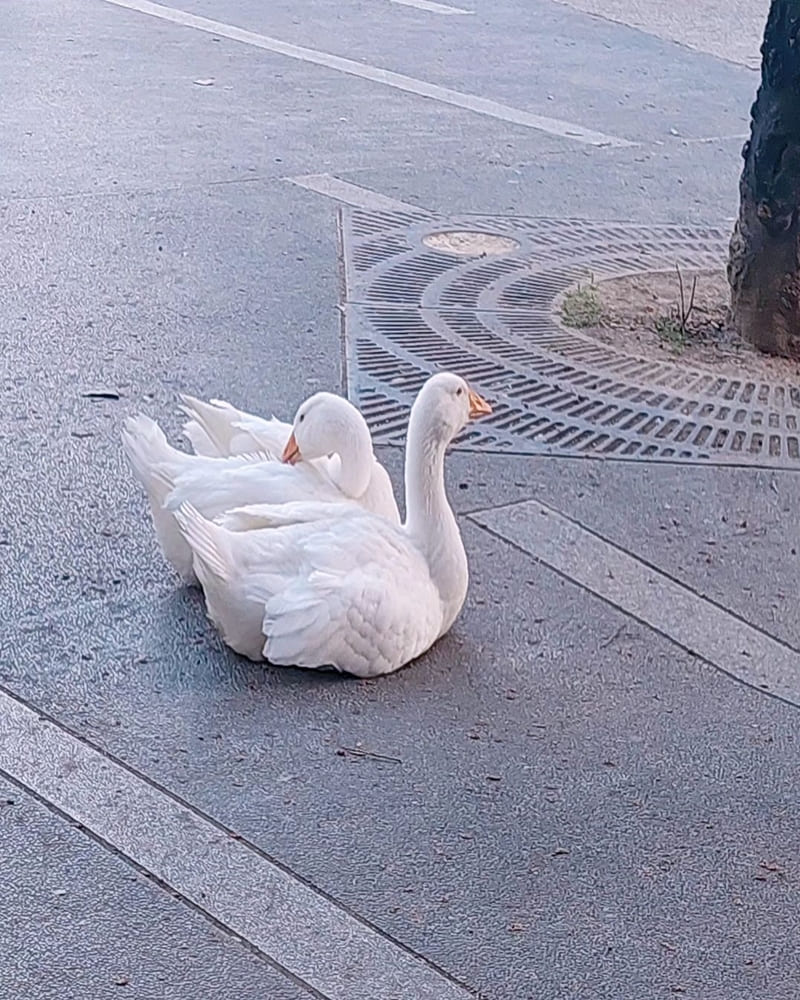 「益健乳羊牧場」台中都會公園旁｜餵食可愛動物、免門票好停車、親子旅遊景點！