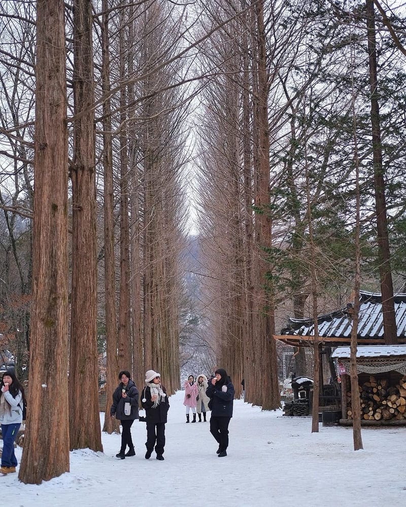 「南怡島」韓劇取景地，雪景浪漫，船上欣賞美景，韓國之旅別有韻味，EJ推薦！