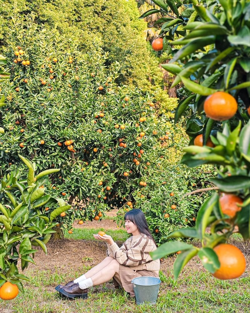 「桔滿緣寶山農場」新竹寶山、歐洲風莊園、橘子吃到飽、專業採摘體驗、瓊瑤推薦！