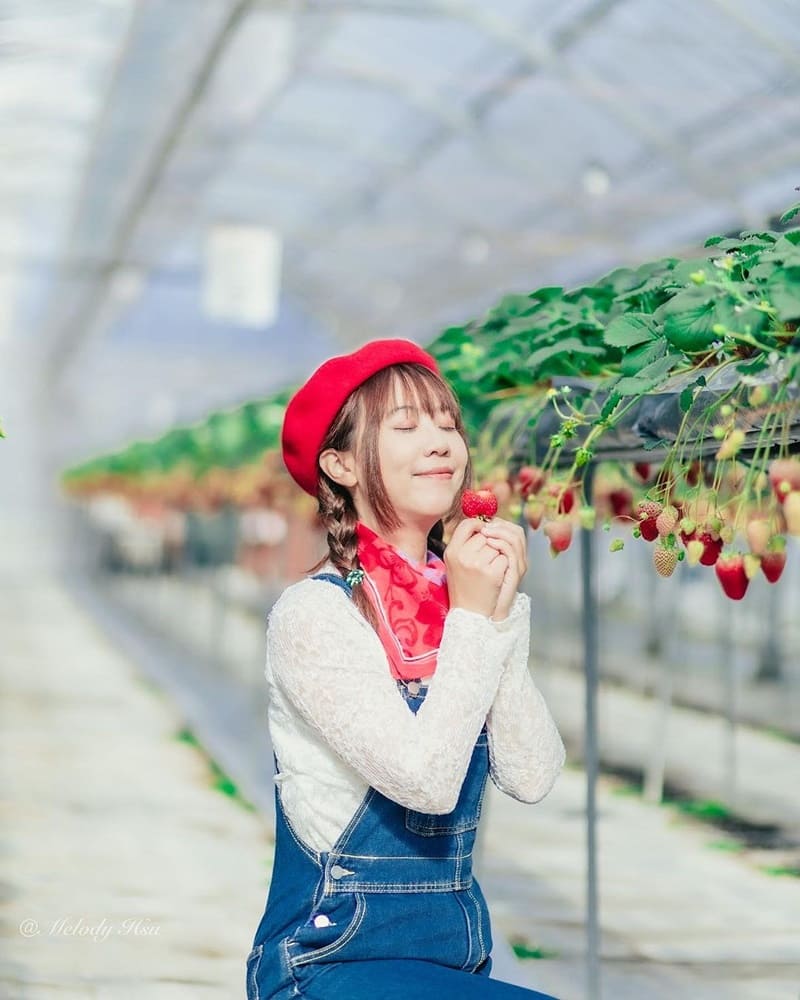 身為草莓腦粉 冬季到日本一定要吃草莓啊，這次來到岡山县最大的溫室採草莓園！ 重點是市區公車可以直達，不自駕也可以抵達超級讚！！