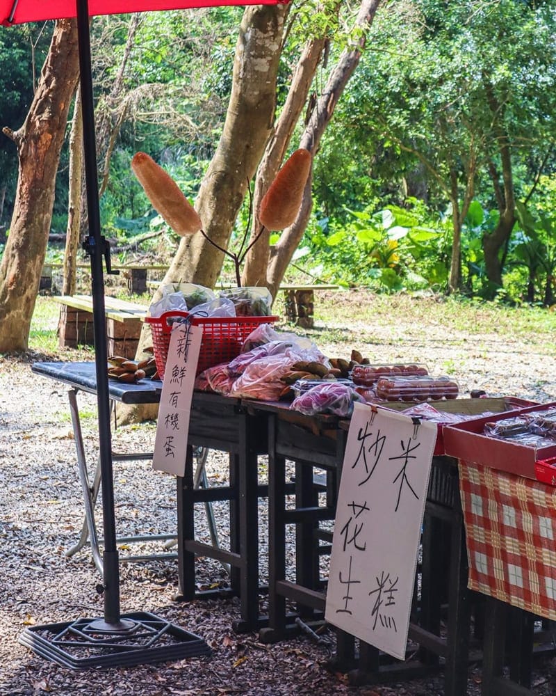 「寶山桐花之旅」新竹一日遊｜雙胞胎井、寶二水庫、油桐花映山湖美景！