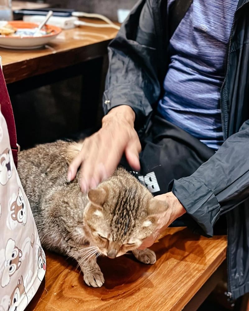 「Cat Kitchen 背貓客」金門古厝義法餐廳！漂亮閩式古厝、澎湖海鮮用心料理、店貓親人可愛、餐飲印象深刻！