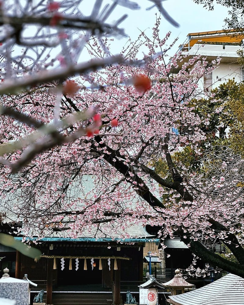 「上野恩賜公園」探訪日本東京！櫻花綻放前預覽、動物園、博物館、神社一日遊、體驗日本文化與美食！