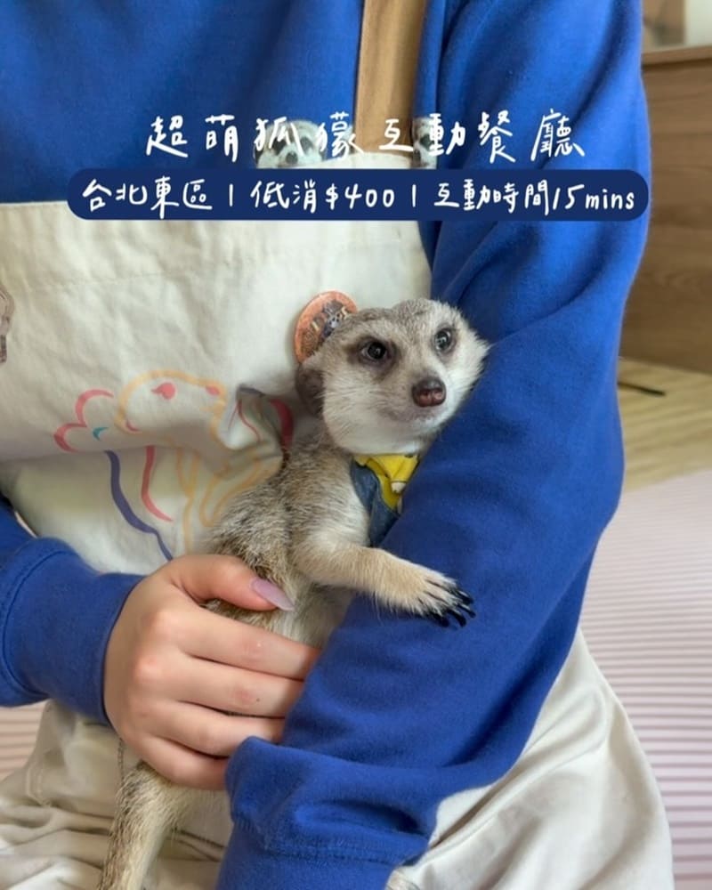 「Meerkat75 Café 75度獴」台北東區狐蒙互動餐廳！美食享樂、專屬互動、專業服務！