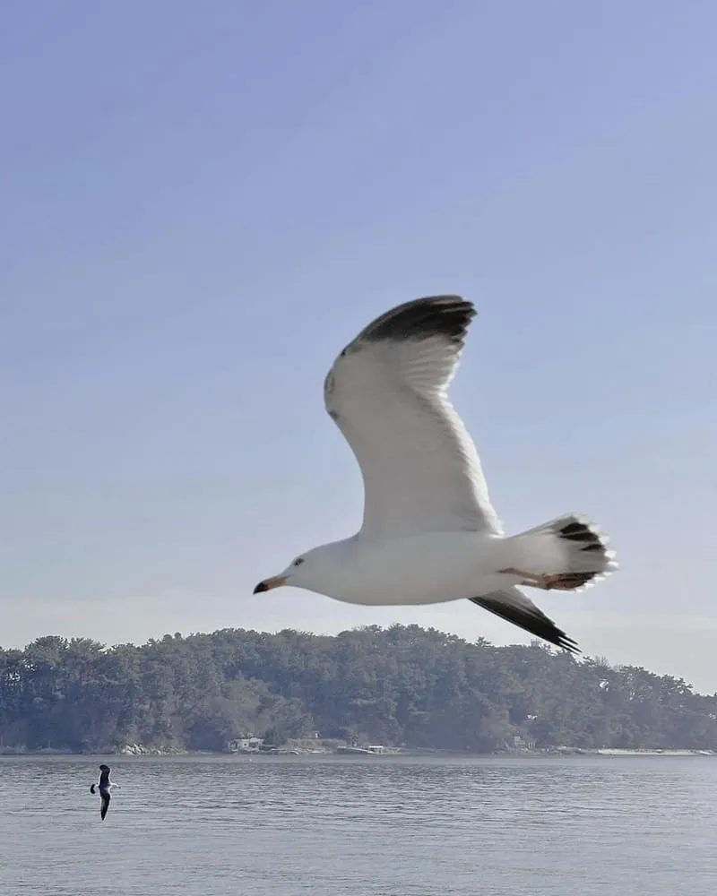 仁川「永宗島」豐富景點海岸美景！餵食海鷗體驗、韓劇迷必訪、一日海鷗放糧官！